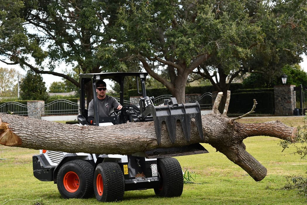 Tree Removal Service in Orlando