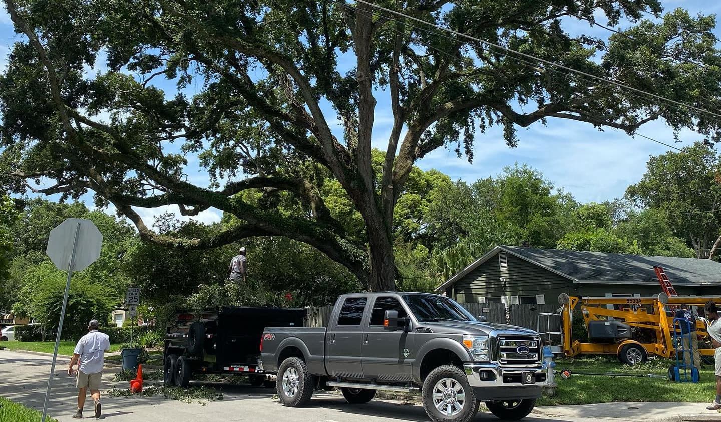 Oak Tree Pruning in Orlando