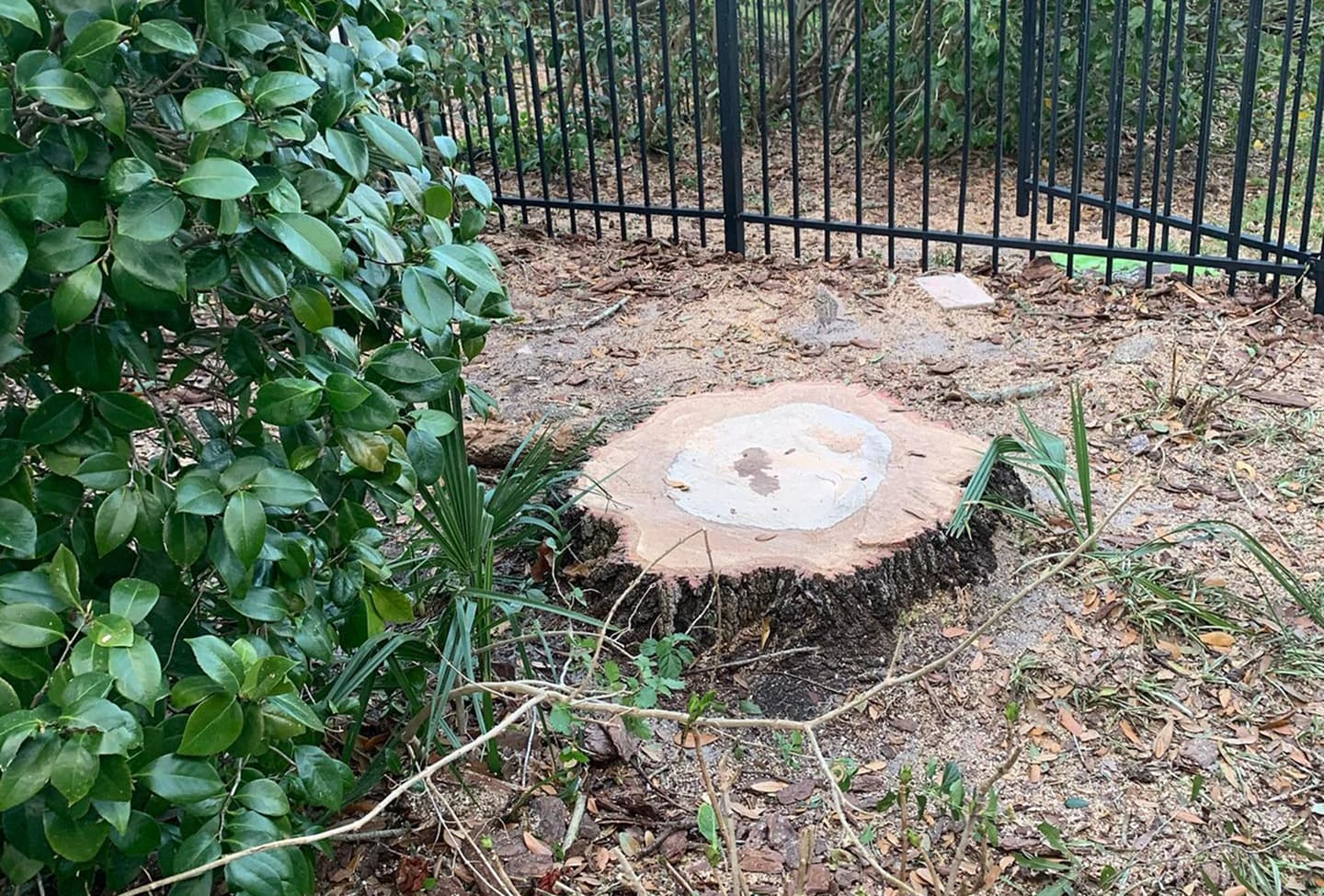 Stump Grinding and Removal in Orlando