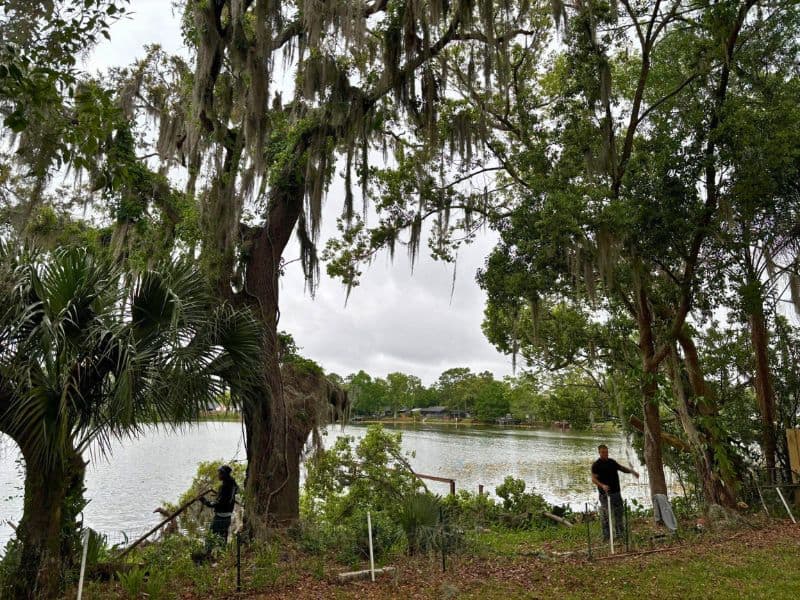 Precision tree pruning around pristine landscaping in Orlando