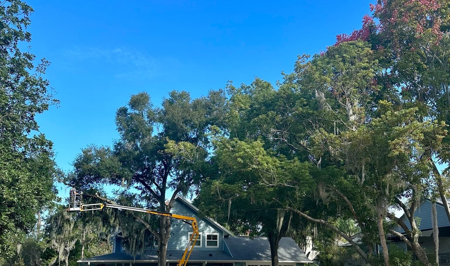 Crape Myrtle Tree Trimming in Orlando