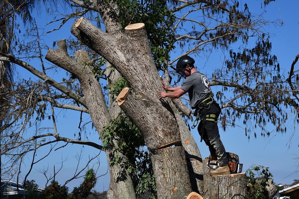 Hazardous Stump Removal Service