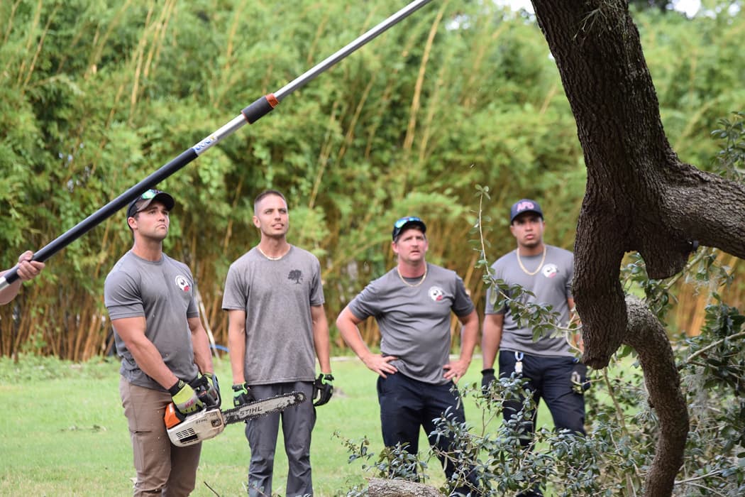 How to Protect Trees Before Hurricane Season