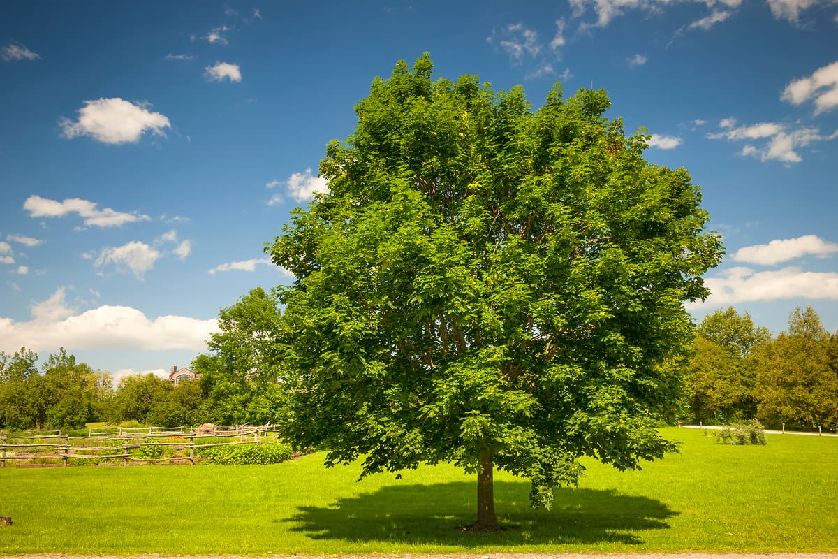 Maple Tree Sapling and Seedling Care in Orlando