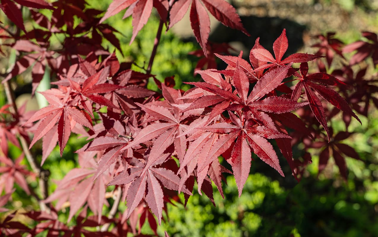 Professional Japanese Maple Pruning in Orlando