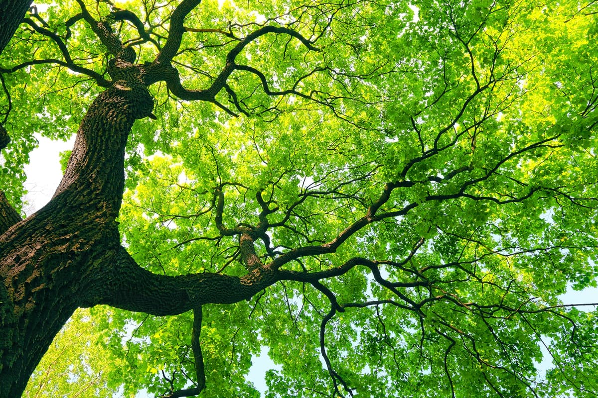 Maple Tree Health and Disease Treatment in Orlando