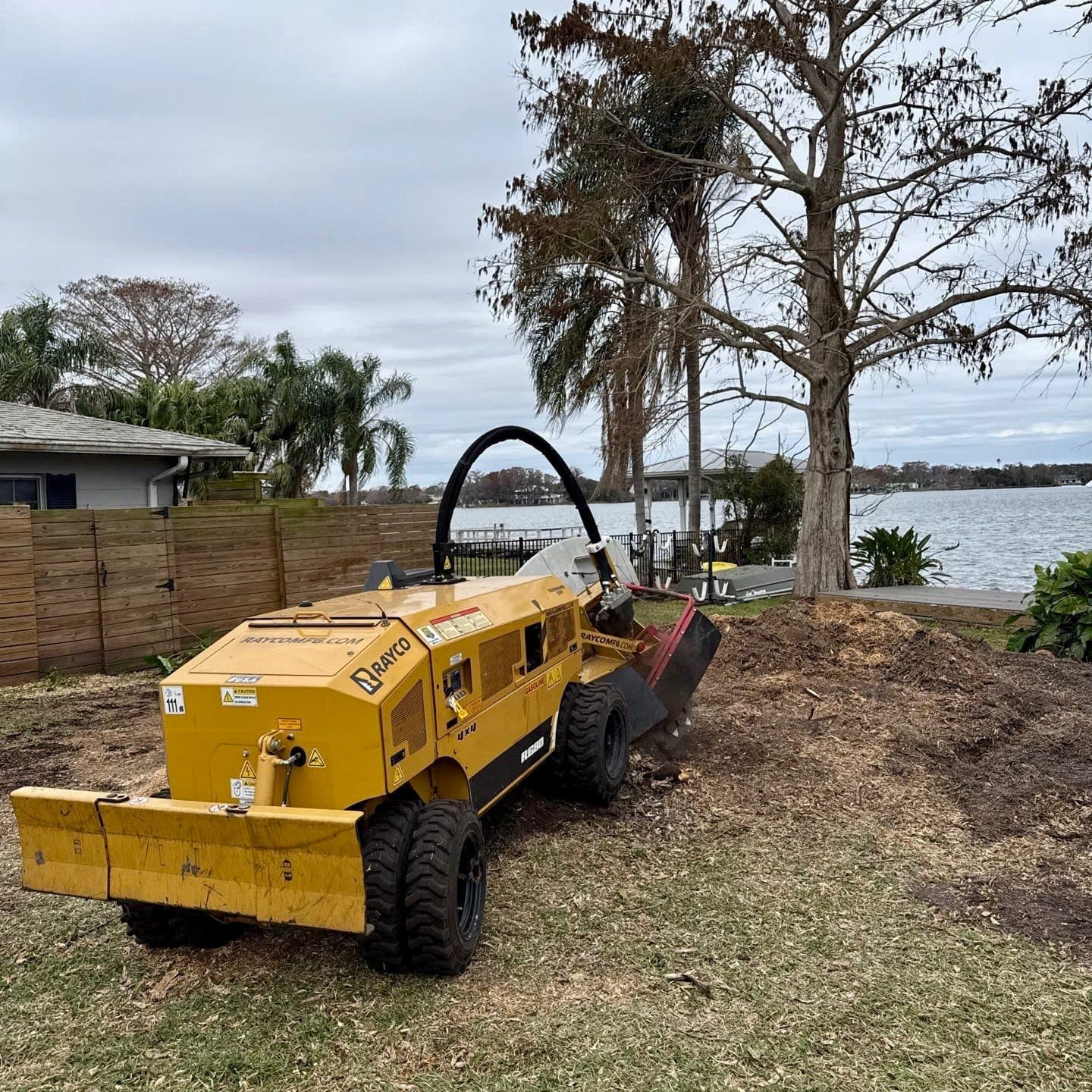 After Oak Tree Pruning