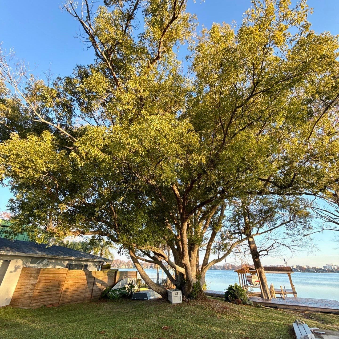 Before Oak Tree Trimming