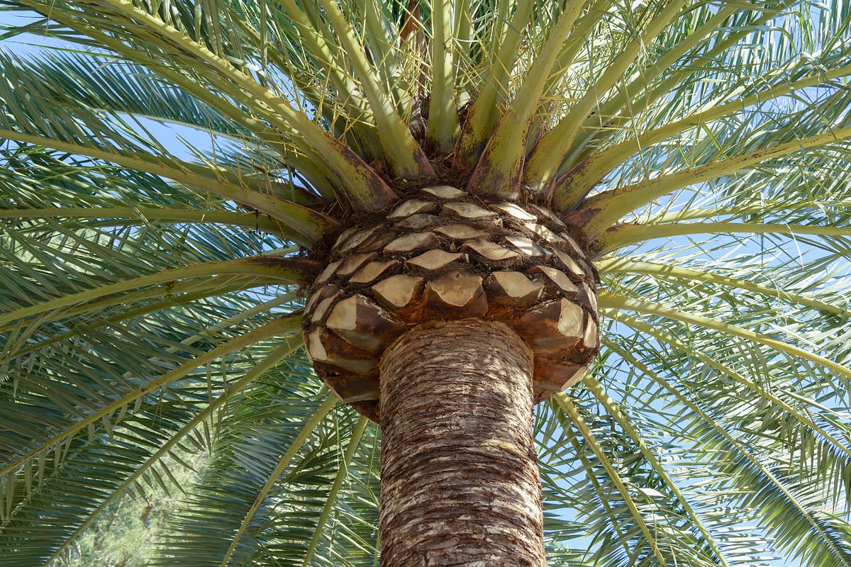 How to Cut a Palm Tree Trunk