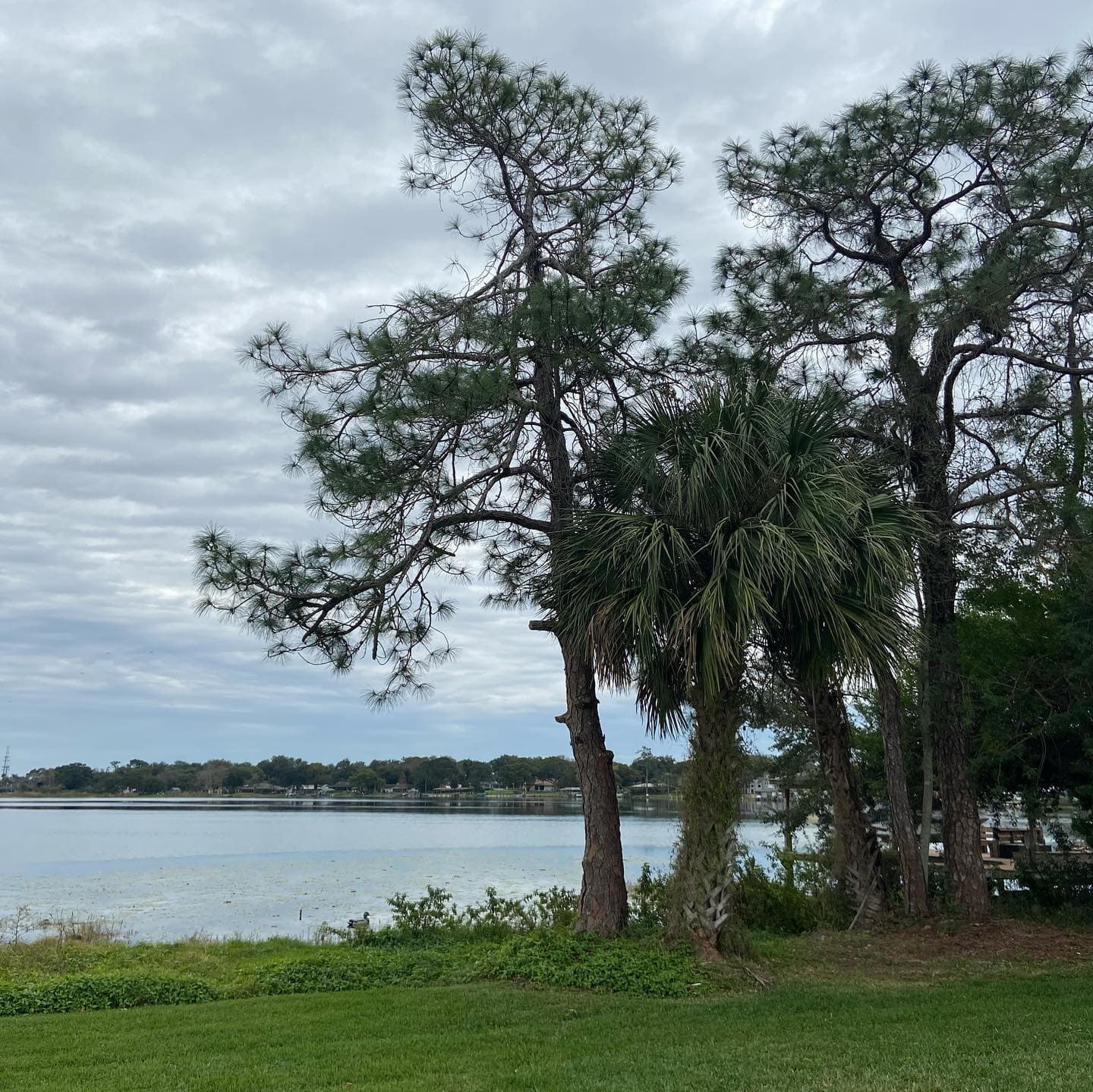 Before Palm Tree Trimming