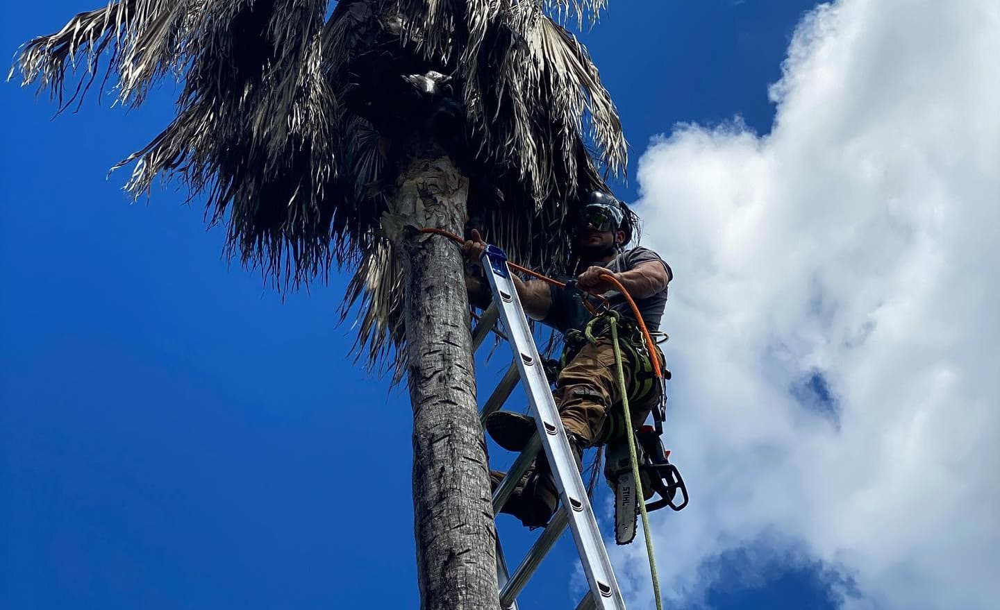 Palm Tree Trimming in Orlando