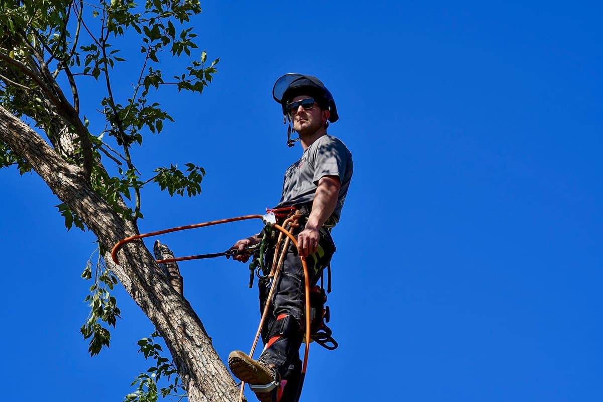 Tree Service Safety Equipment