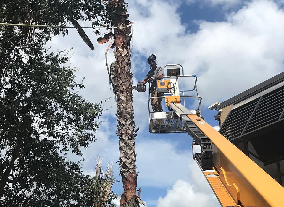 Land Clearing and Tree Removal in Orlando