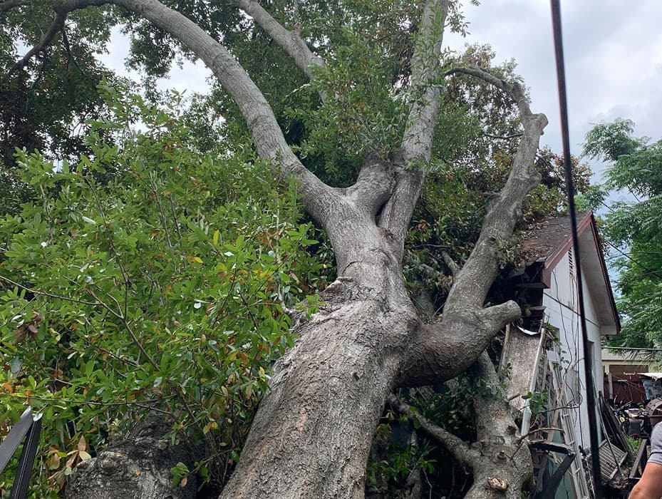 Storm Damage Cleanup