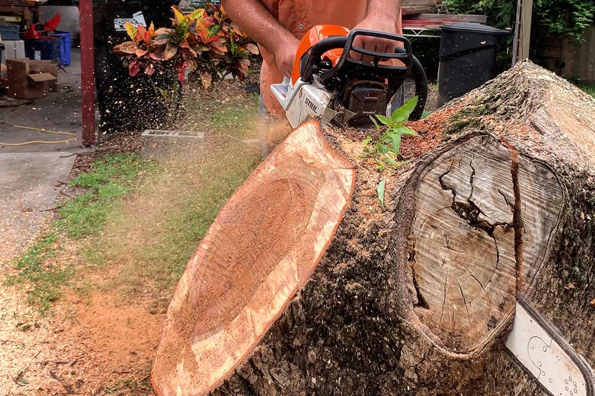 Professional Stump Grinding Service in Orlando