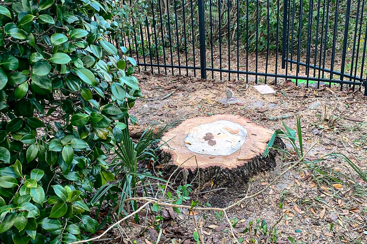 Stump Grinding & Removal Service