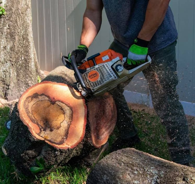 Stump Grinding Service in Orlando