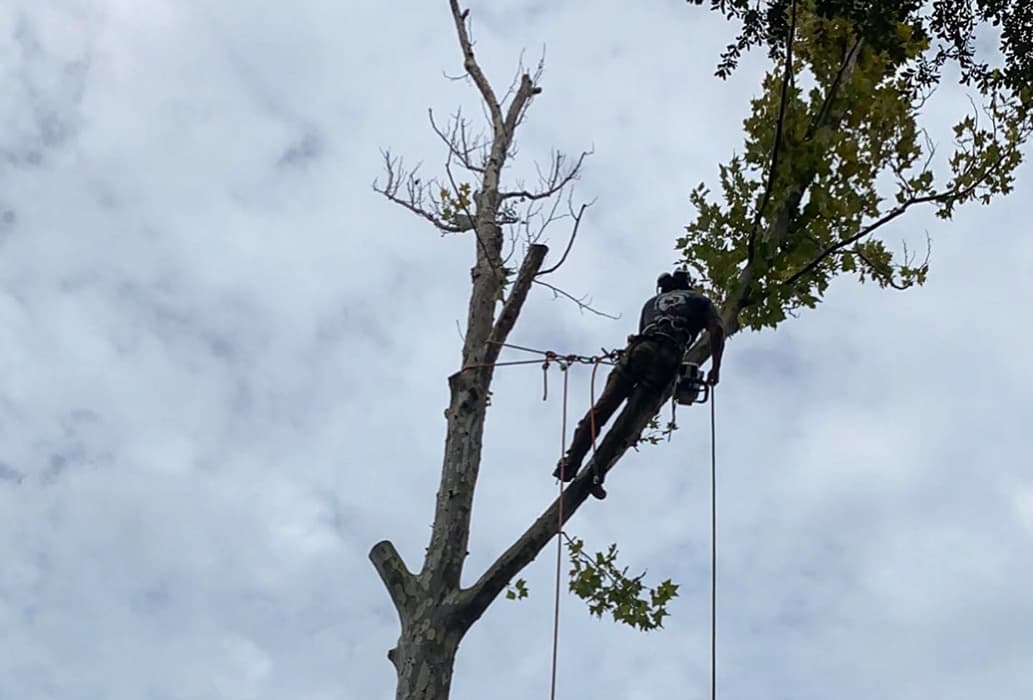 Professional Tree Pruning Services in Orlando, Florida