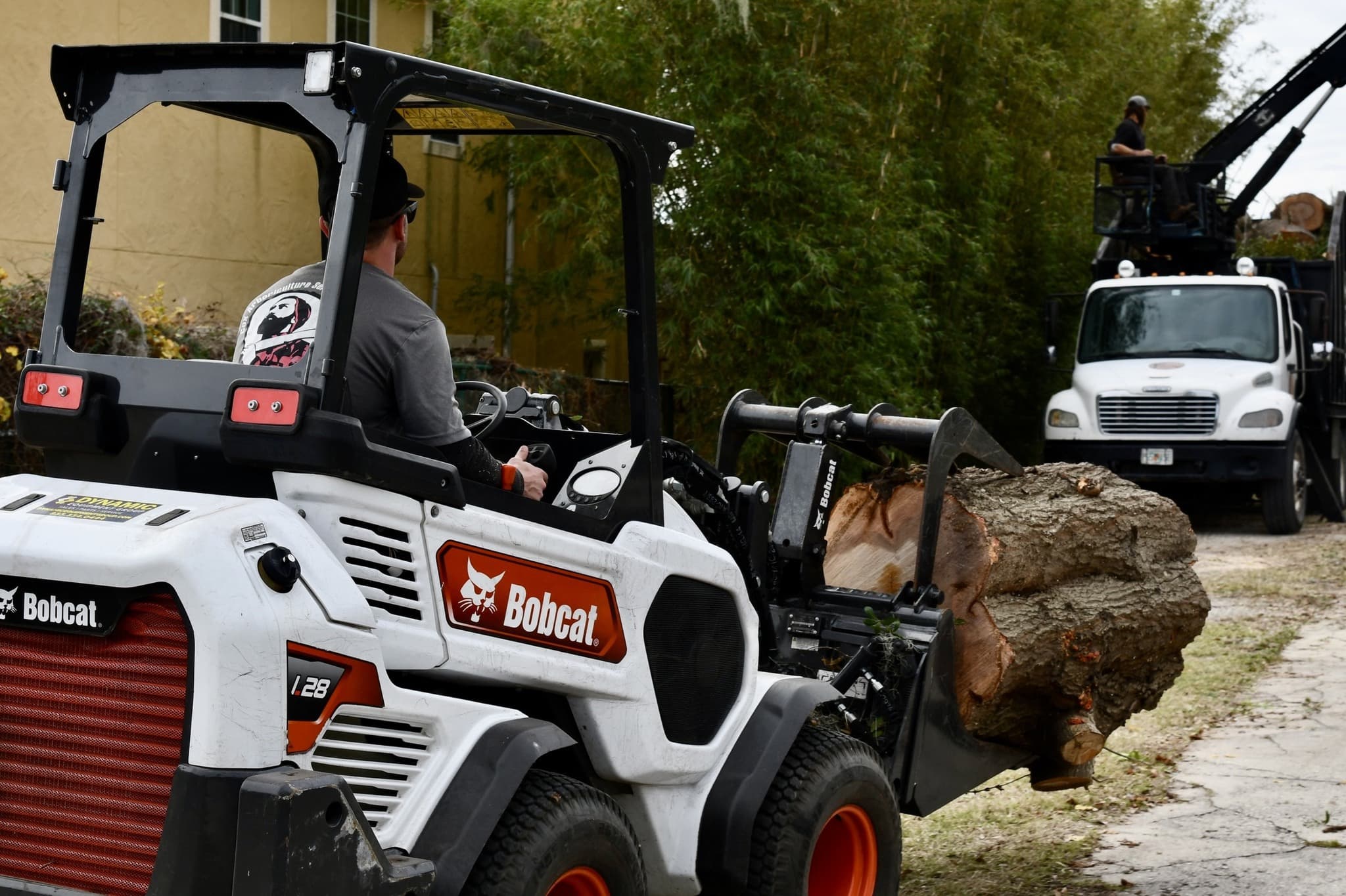 Dead Tree Removal Services in Orlando, Florida