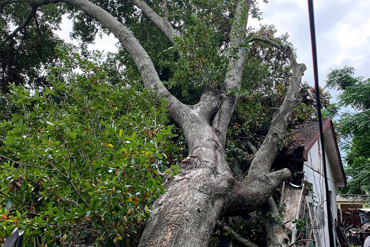 Tree Touching Power Lines: What to Do