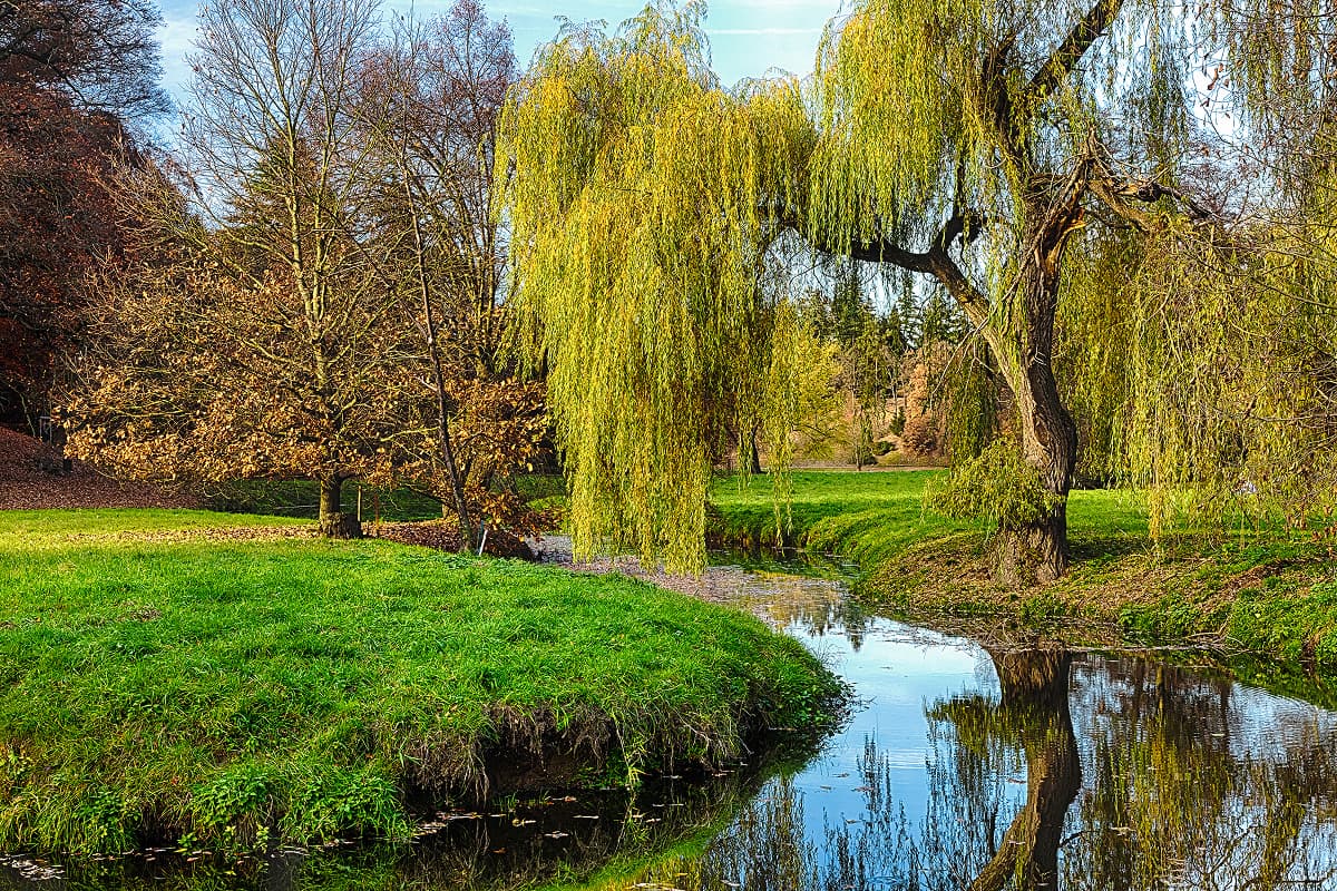 Professional Willow Tree Trimming and Weeping Willow Pruning in Orlando, Florida